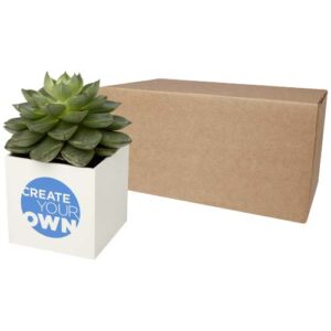Vaso in alluminio con pianta grassa, succulenta Hey Pots